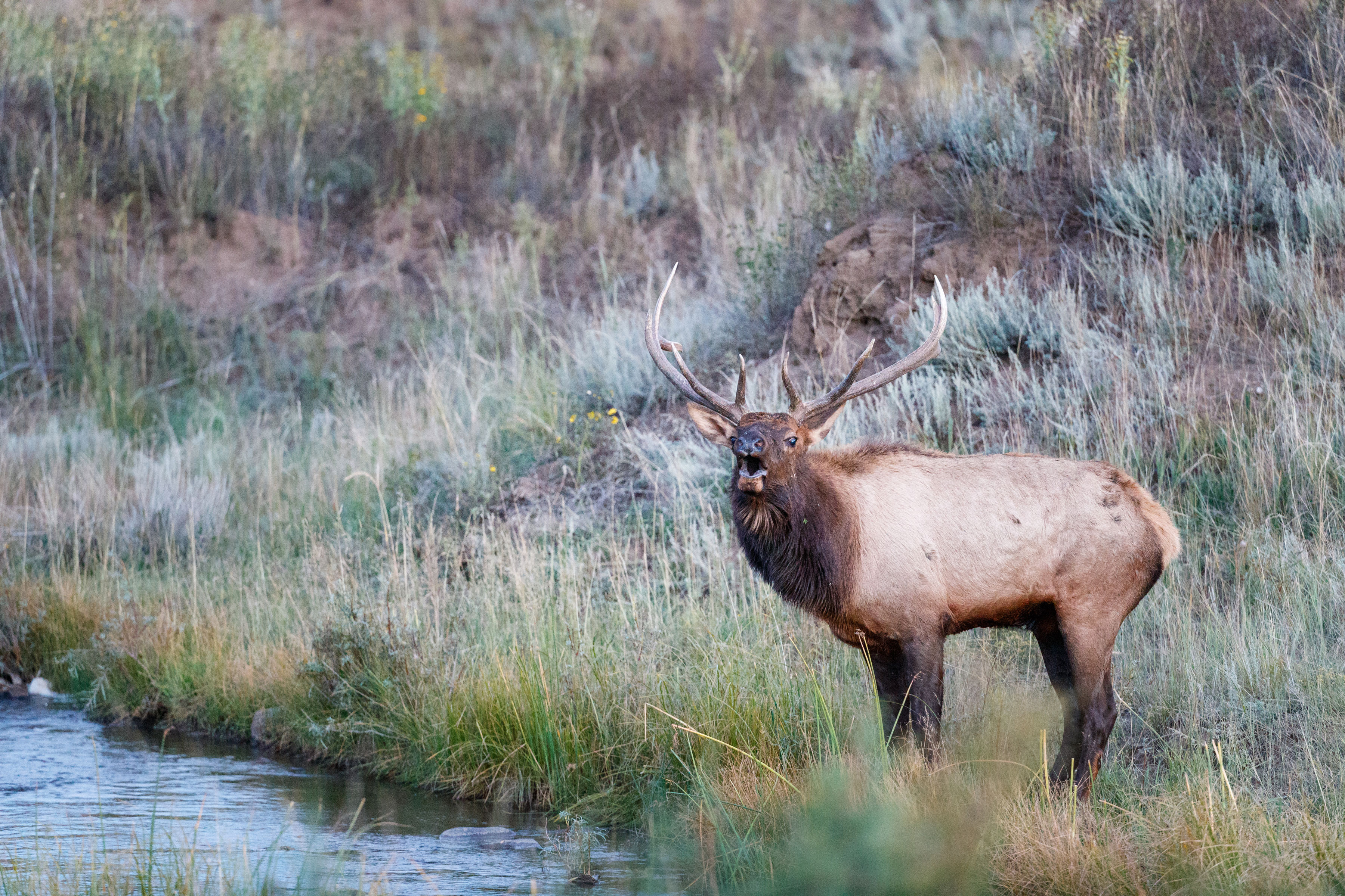 Elk bugling by river