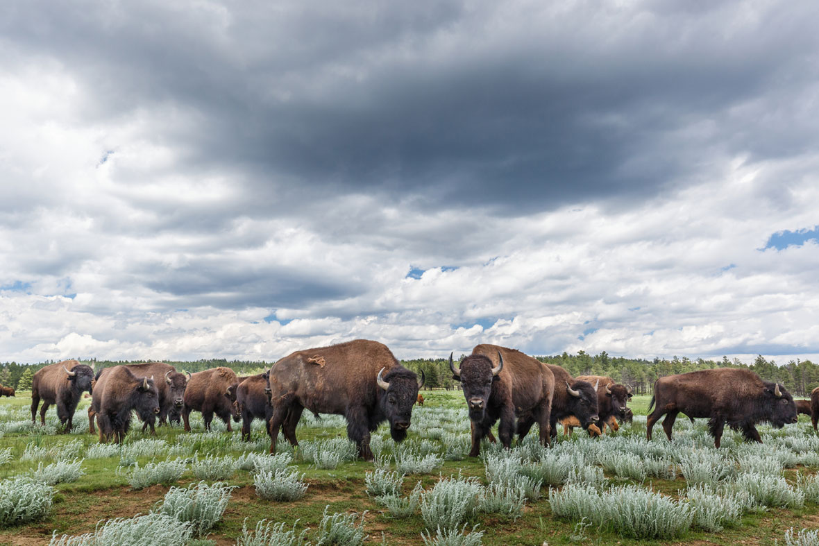 Bison standing under storm clouds in an open field