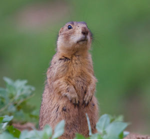 Prairie Dog standing with an out of focus green background