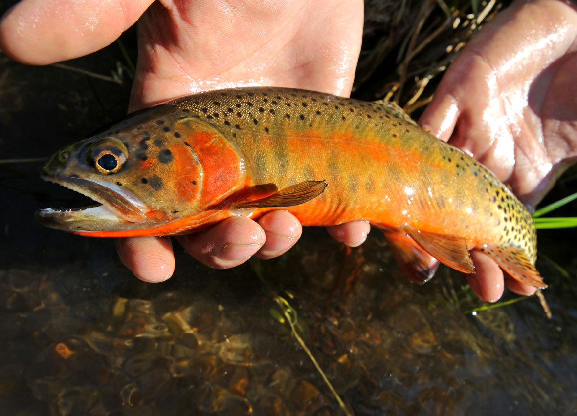 Rio Grande Cutthroat Troat being held by two hands over a river