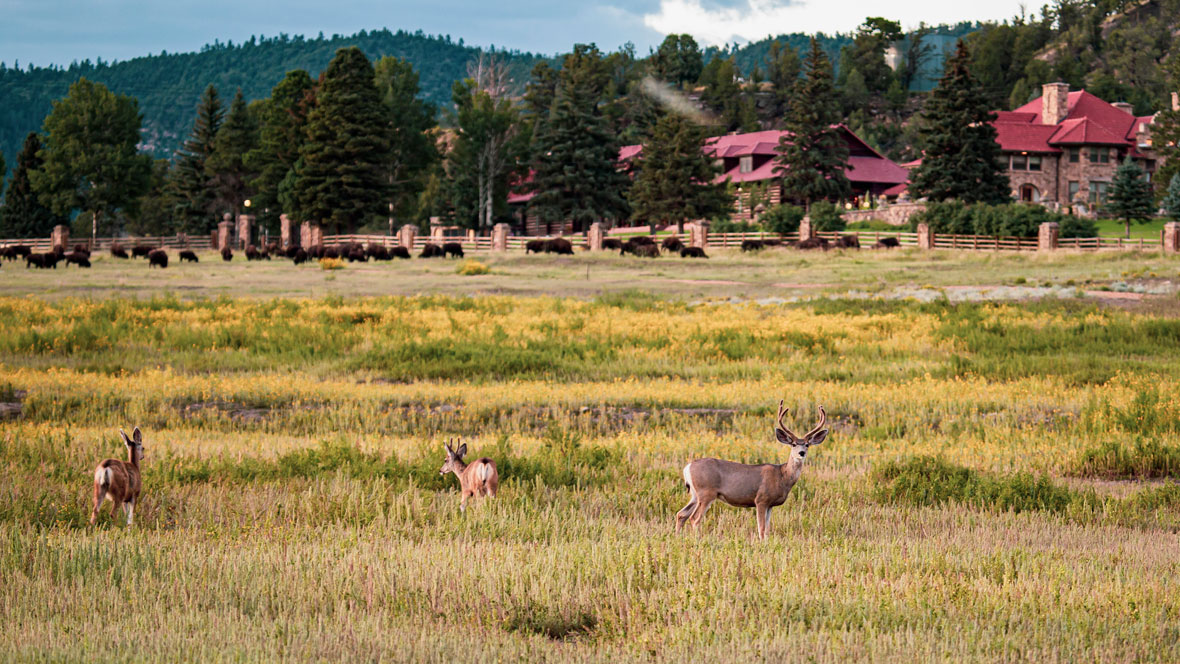 Deer and bison grazing in front of the Vermejo lodge
